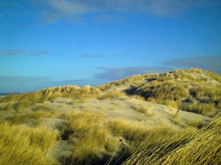 Isola di Terschelling - le dune