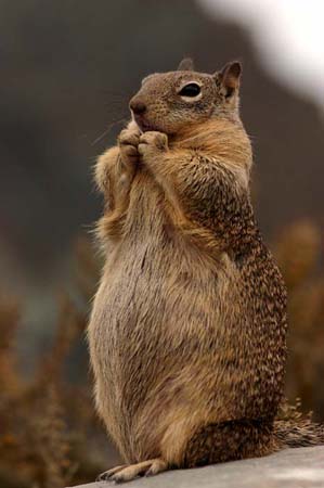 scoiattolo in preghiera - buona notte dans immagini buon...notte, giorno scoiattolo..in%20preghiera