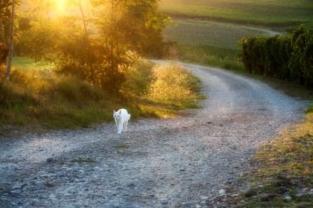 Sulla Strada Di Casa