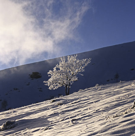 Frozen Tree