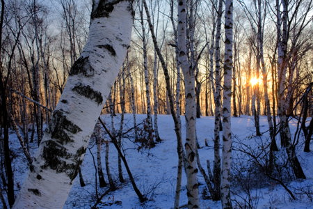 Bosco di betulle innevato