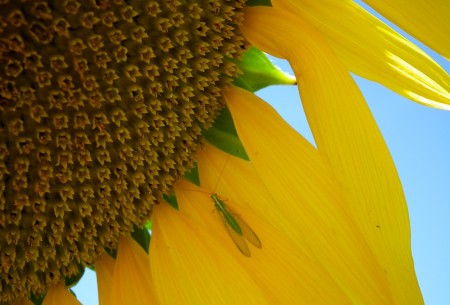 GIRASOLE 2