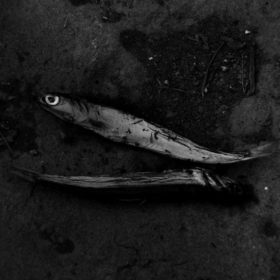 Natura morta