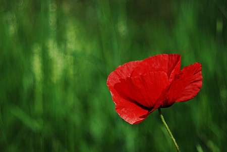 Red Poppy