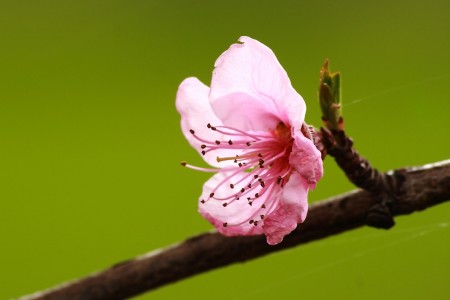 buona primavera