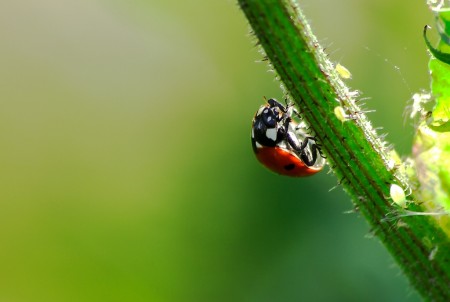 coccinella e afidi...