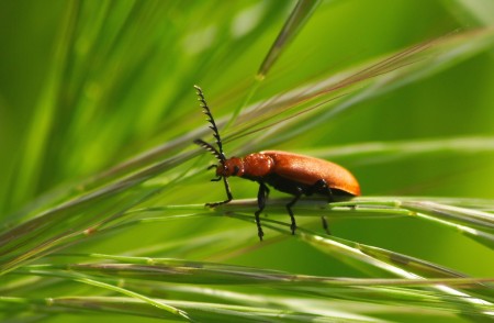 pyrochroa serraticornis