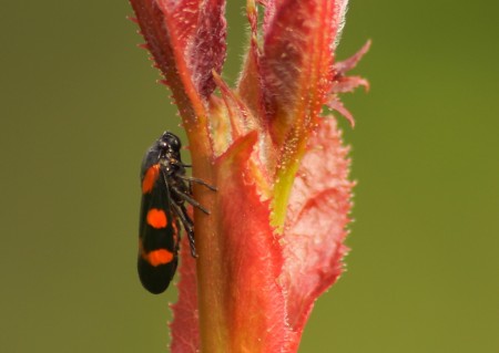 Cercopis sanguinolenta