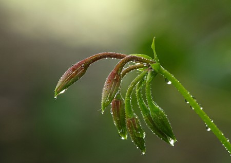 se non ci pensa madre natura...