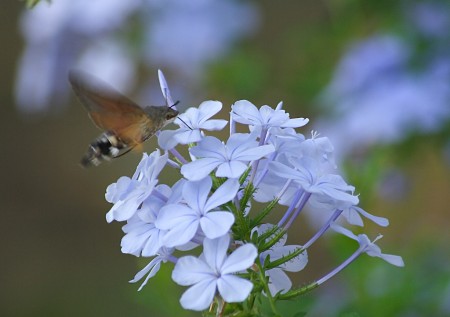sfinge colibrì