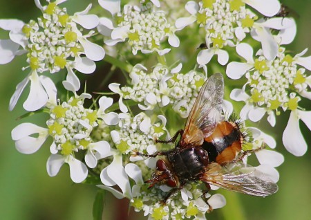 tachina fera