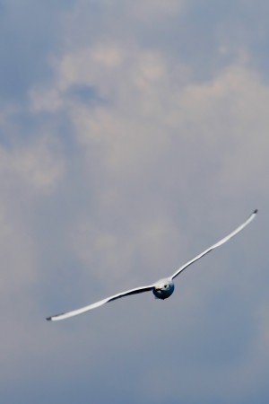 è un volo a planare, ormai