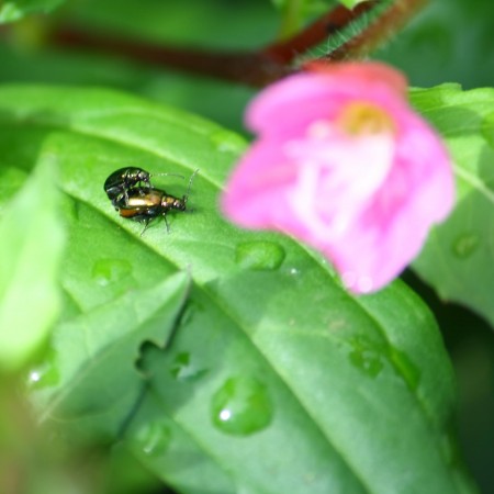 Amore nella Natura