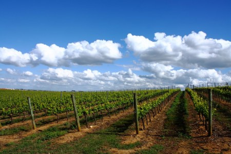 Si prevede una buona vendemmia