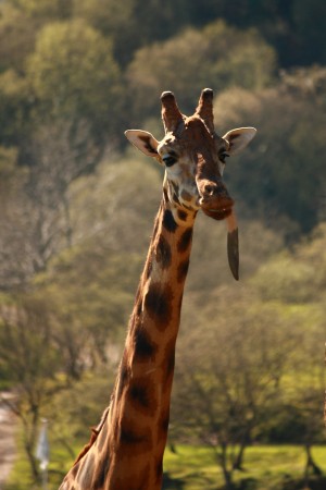 Sono una giraffa...