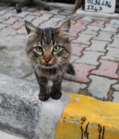 Street cat