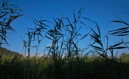 Portate dal vento