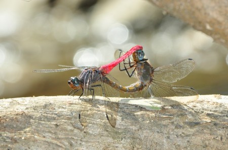 Kamasutra Dragonfly