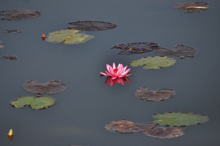 Lotus flower