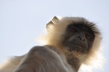 Langur look at me