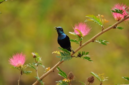 Indian Sun bird