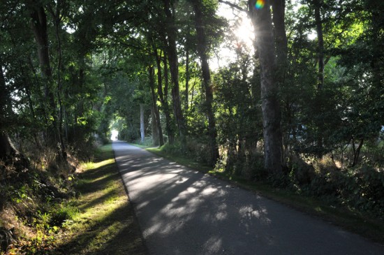 Strada di campagna