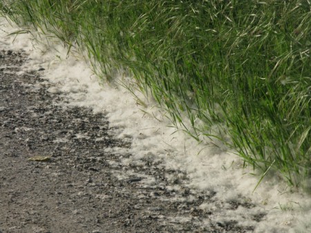 neve fuori stagione