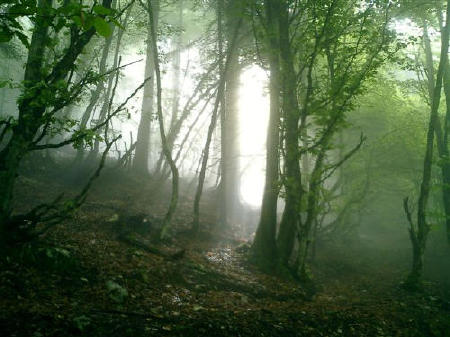 bosco_magico