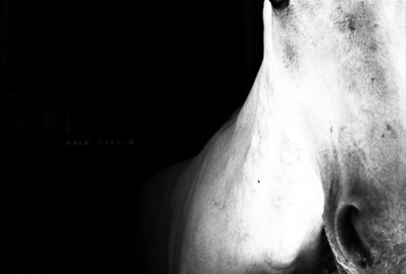 horse, #1