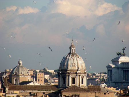 Gabbiani in città