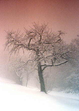 Passeggiando nella neve