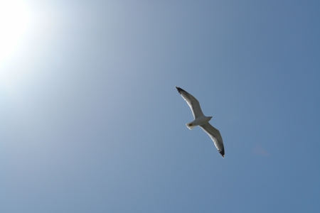 Gabbiano in volo