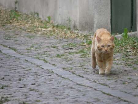 Gatto di strada