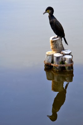 Cormorano