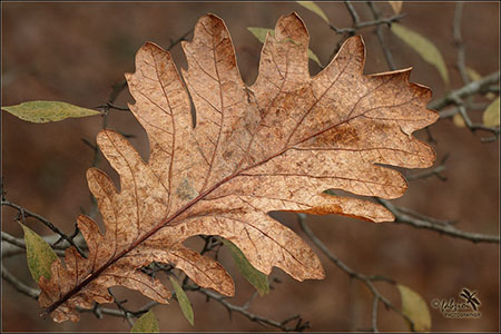 Autumn