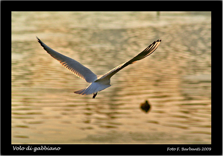 Volo di gabbiano