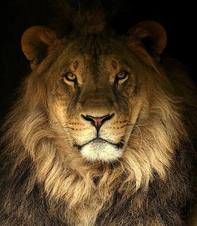 Lion portrait