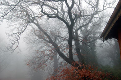 albero nella nebbia