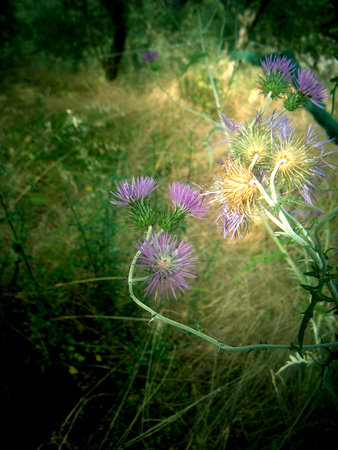 Note di campo