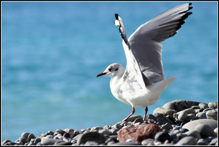 Ready to fly