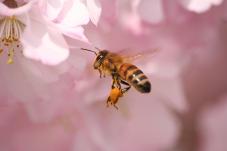 Risveglio della Primavera