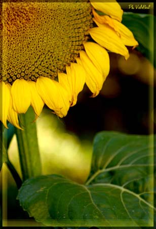 sunflower