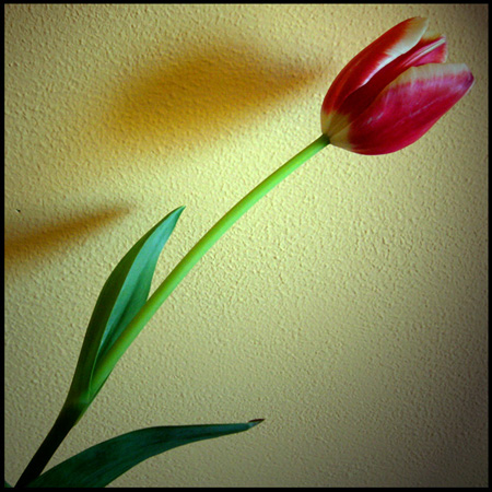 Tulip