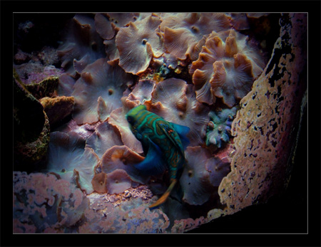 Underwater colours