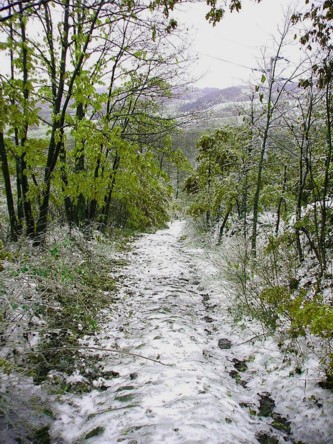 Neve tra il verde