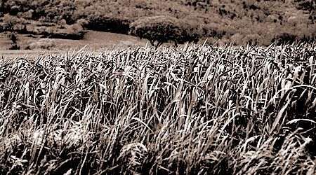 Ho voglia di raccontare