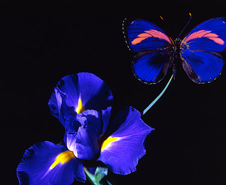 InColore