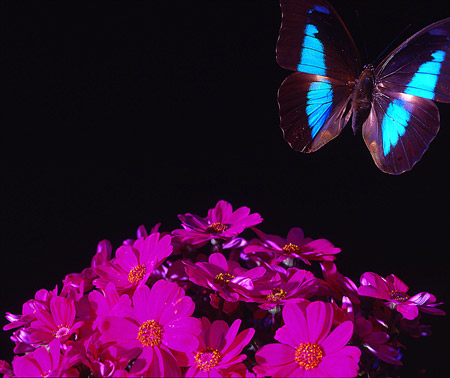 InColore