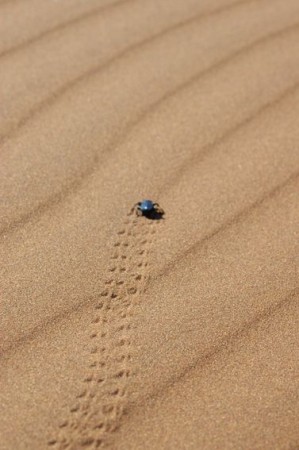Gocce in un oceano